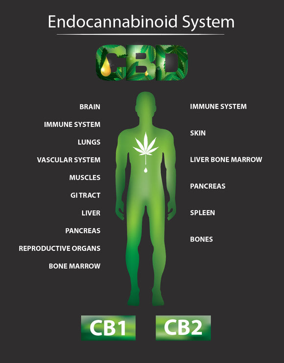 Unlocking the Secrets: An In-Depth Journey into the Endocannabinoid System