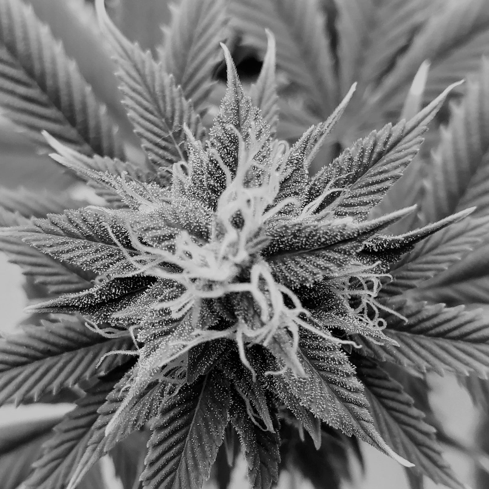 Exploring the Magic of Terpenes: Guide to Aroma's & Benefits